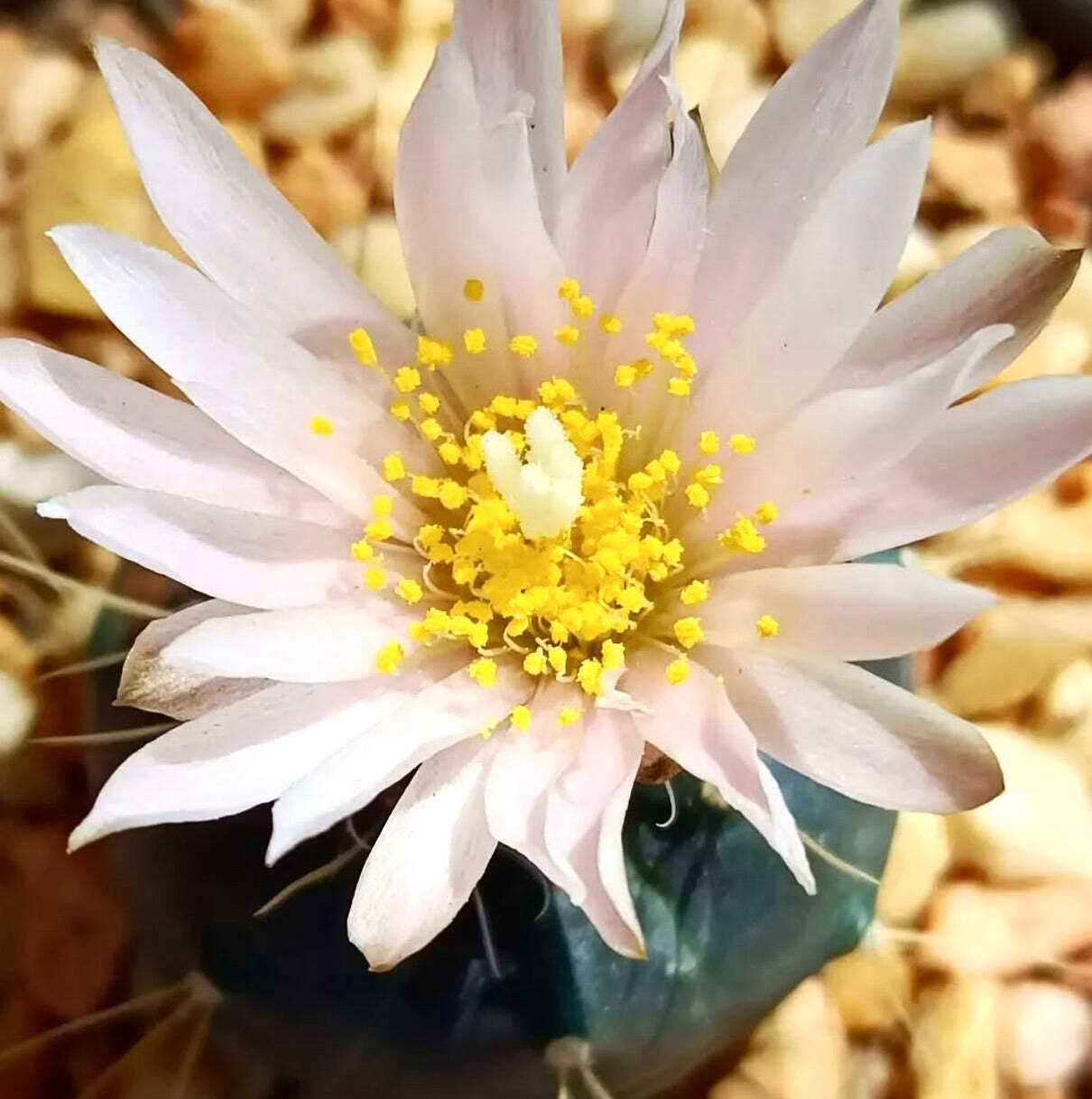 Echinocereus knipellianus 4.5cm | Lace hedgehog cactus – Rainbow cactus | Lace h