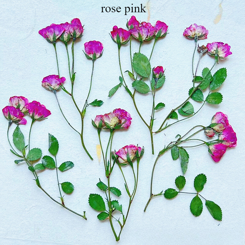 12pcs Handmade Dried Rose with Many Buds Natural Flower Specimen Plant Materials