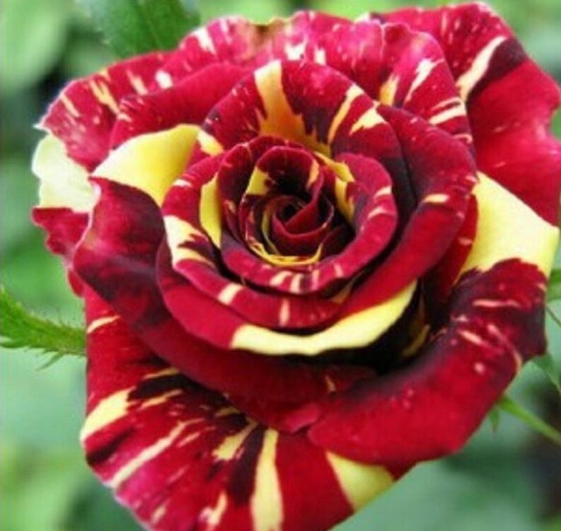 10 ROSE TIGER STRIPE SEEDS rare hybrid dragon flower garden USA SELLER W/TRACK