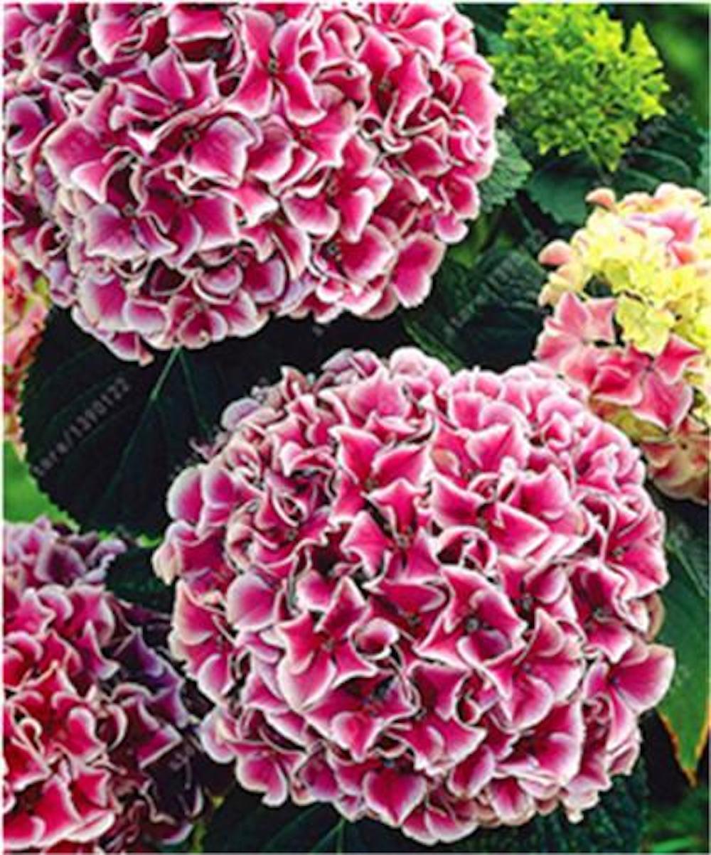 (10) HYDRANGEA SEEDS perennial flower garden bush plant USA SELLER W/TRACK
