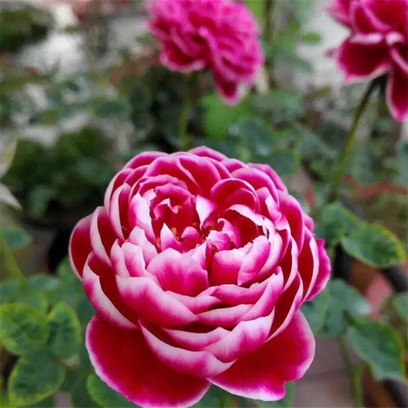 (10) ROSE SEEDS RARE exotic perennial flower garden bush tea USA SELLER W/TRACK