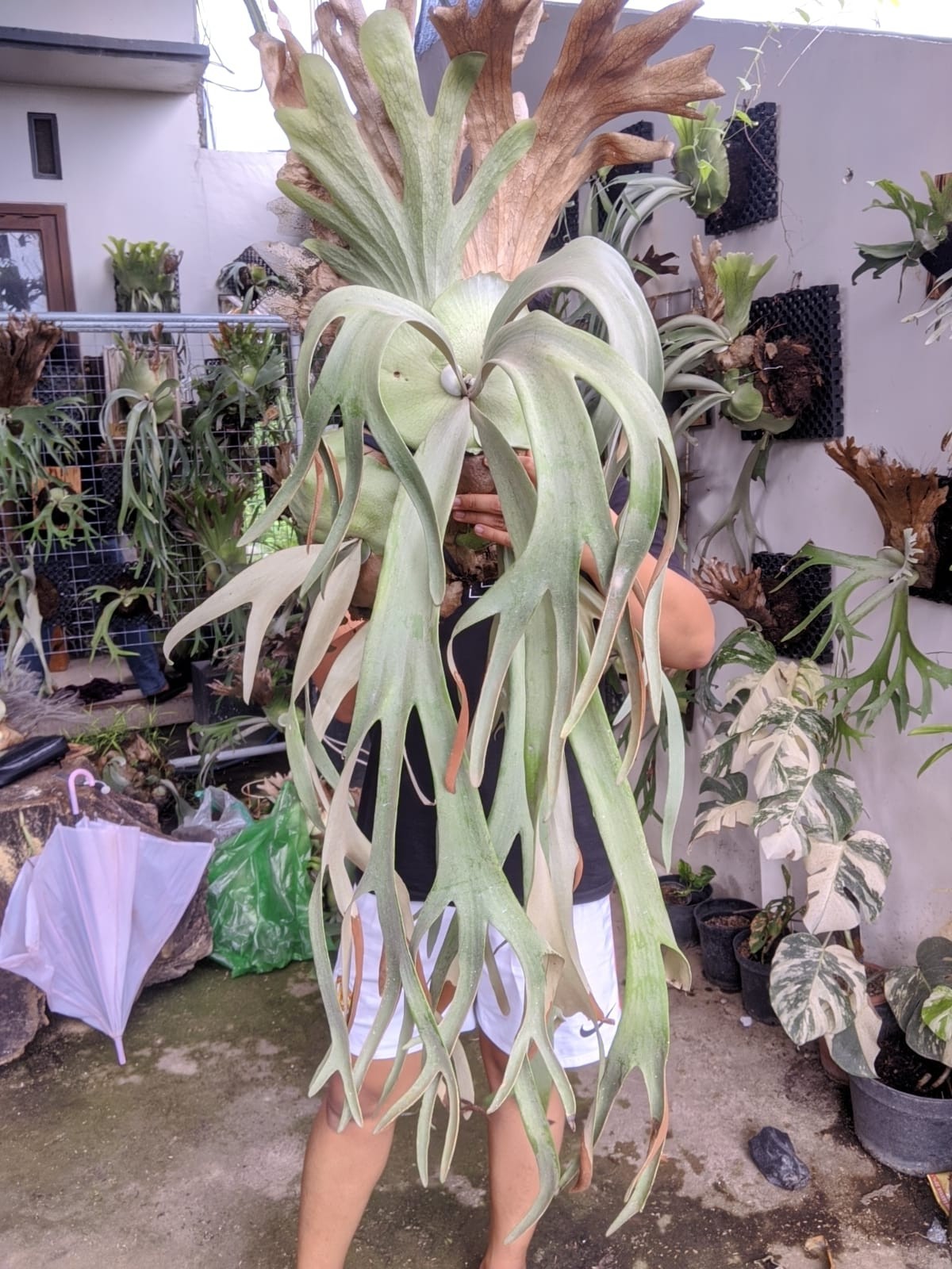 Platycerium Willinky Roll Big Size Very Beauty Real Picture