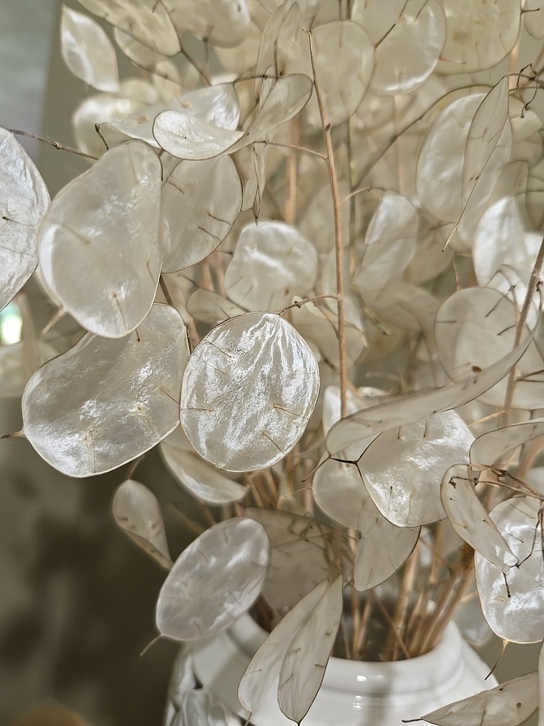 Dried Lunaria Moonwort Honesty Silver Dollar Plant Stems & seeds, 12-14″ Stems.
