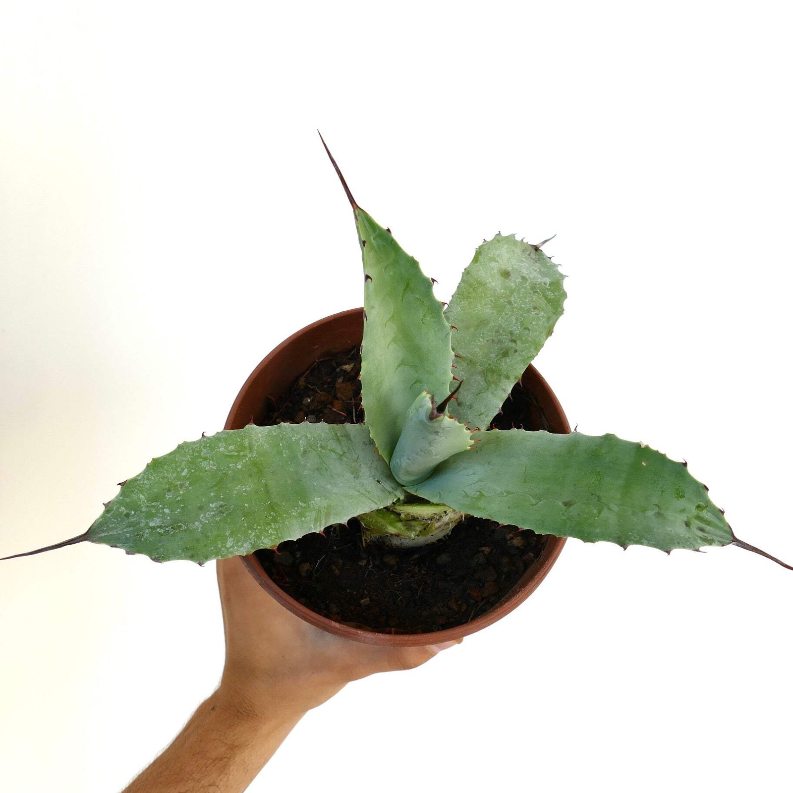 Agave bovicornuta X Agave americana – Cow-horn agave hybrid | American agave hyb