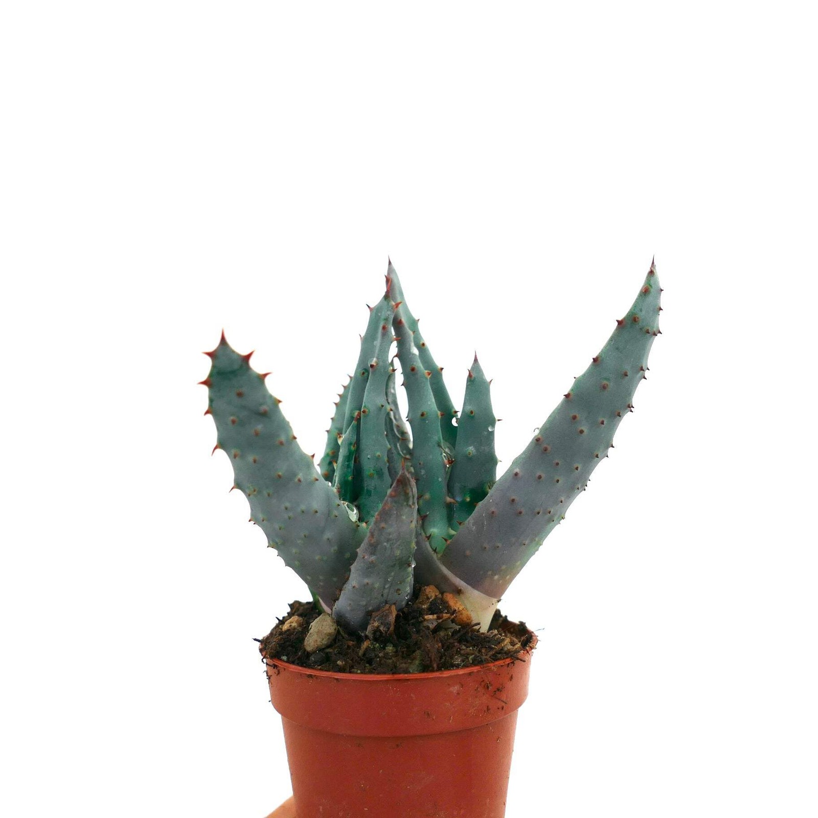 Aloe spectabilis BLUE FORM full pot C142 – Spectacular aloe | Tree aloe