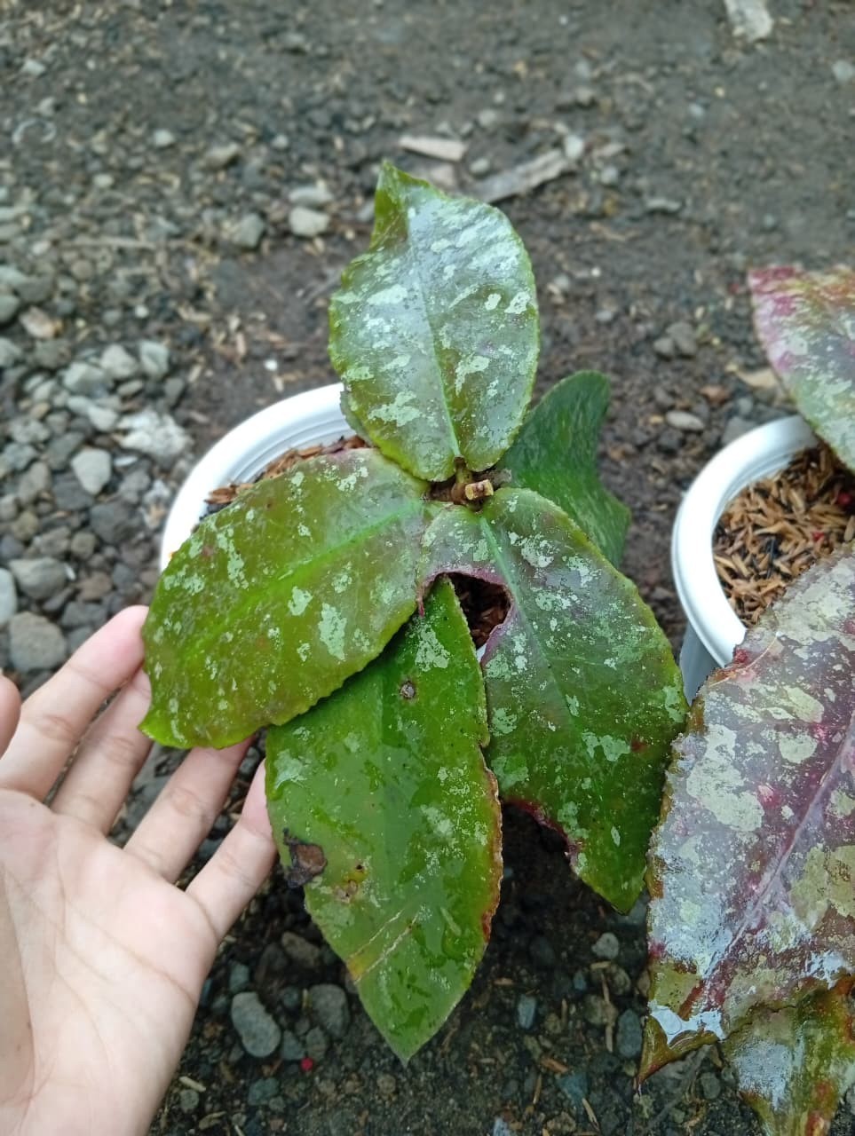 Real Picture Hoya Undulata Red Splash