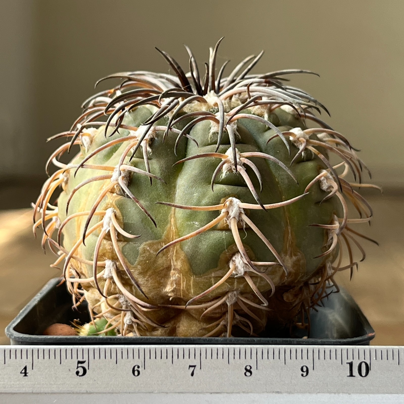 A40-2007 Gymnocalycium spegazzinii ssp. mayor, KP247, Camina San Carlos, grafted