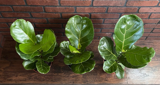 FICUS LYRATA Large Leaf Fig 6″ Pot| LIVE Indoor & Outdoor Tropical House Plant