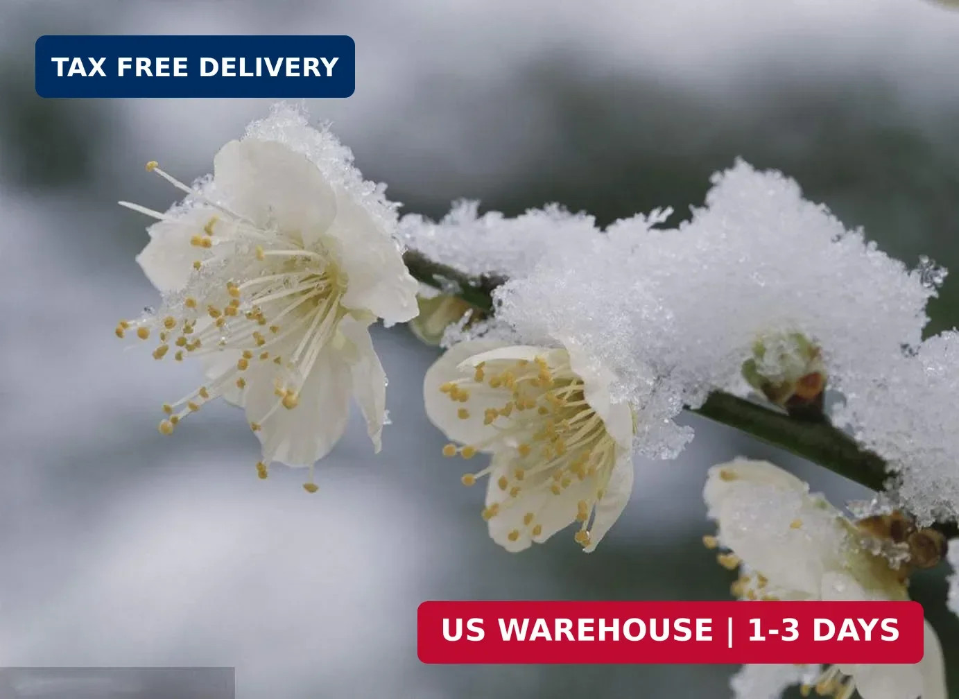 5 Pcs Artificial Plum Blossom Fake Wintersweet Long Stem Plastic Flowers Home Ho