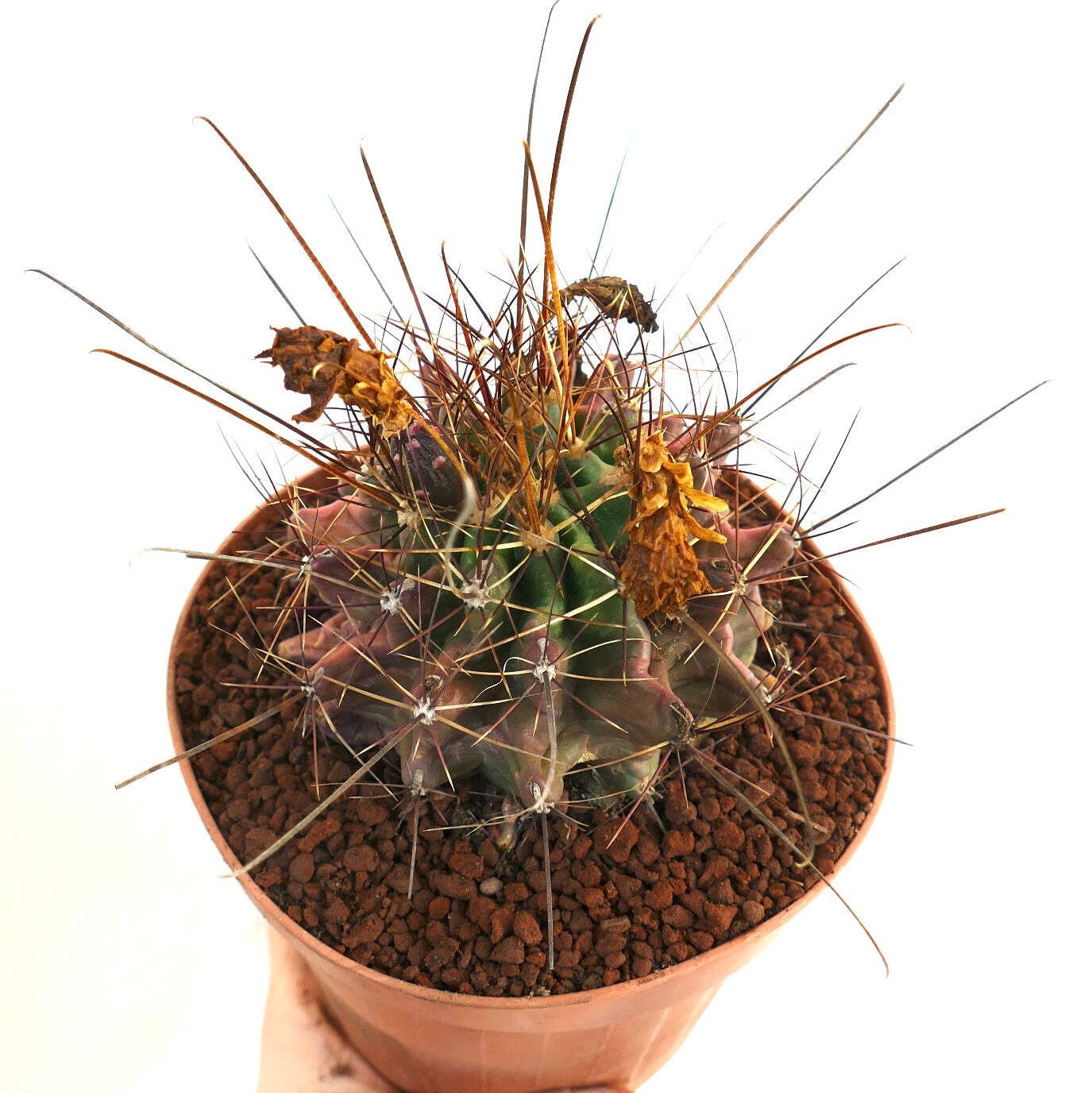 Ferocactus hamatacanthus UNUSUAL RIBS FORMS – Texas barrel cactus | Hooked barre