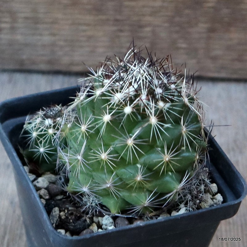D5379 CORYPHANTHA NICKELSAE pot8-H7-W8 cm MaMa Cactus