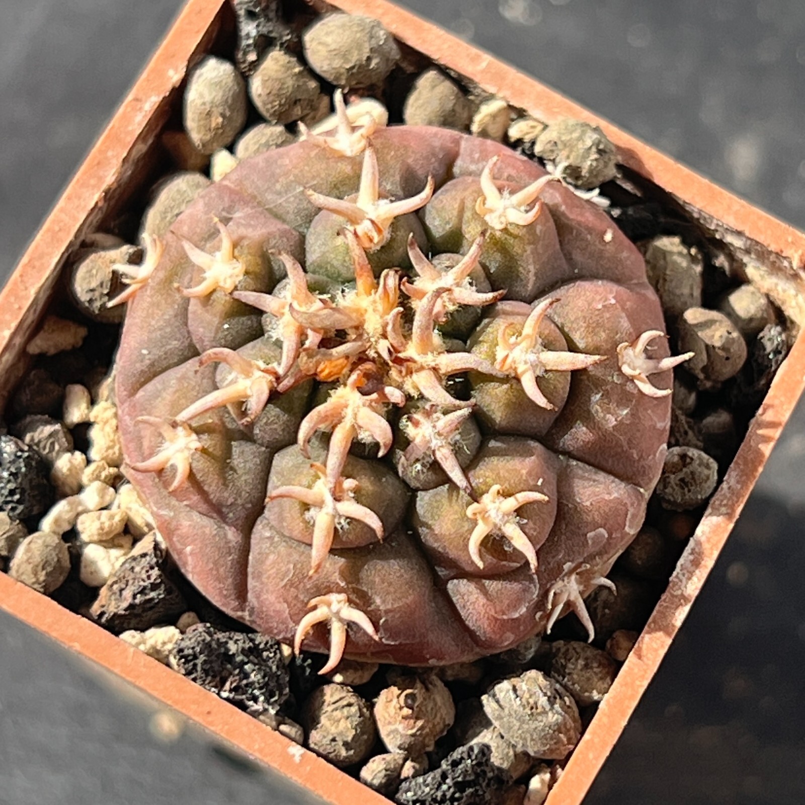 A4-5. Gymnocalycium unguispinum SL-44b (Own roots)