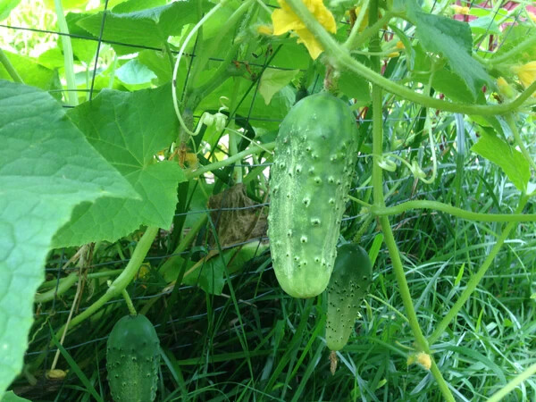 2.. 500 Total Feet Wire Green 26 Gauge Garden Tomato Green Bean Support Plants