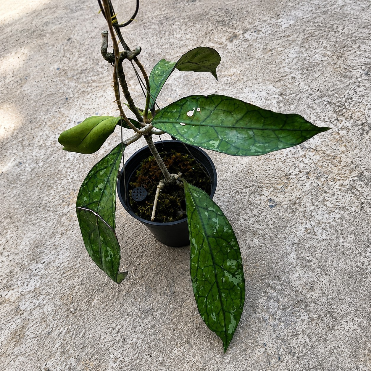 Hoya Clemensiorum Splash Live Rare Splash Wax Plant Exotic Silver Splash