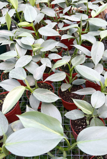 Silver Sword Philodendron in 4” Pot | Live House Plant Air Roots Multiple Nodes