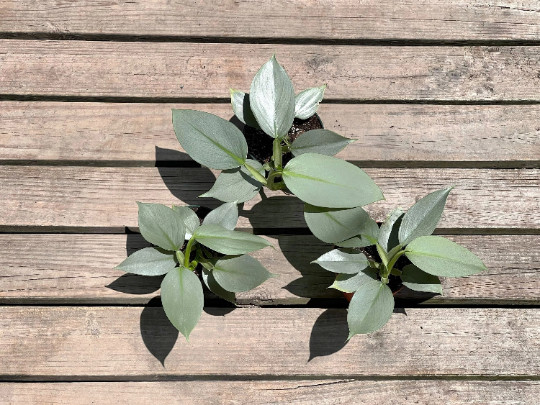 Silver Sword Philodendron in 4” Pot | Live House Plant Air Roots Multiple Nodes