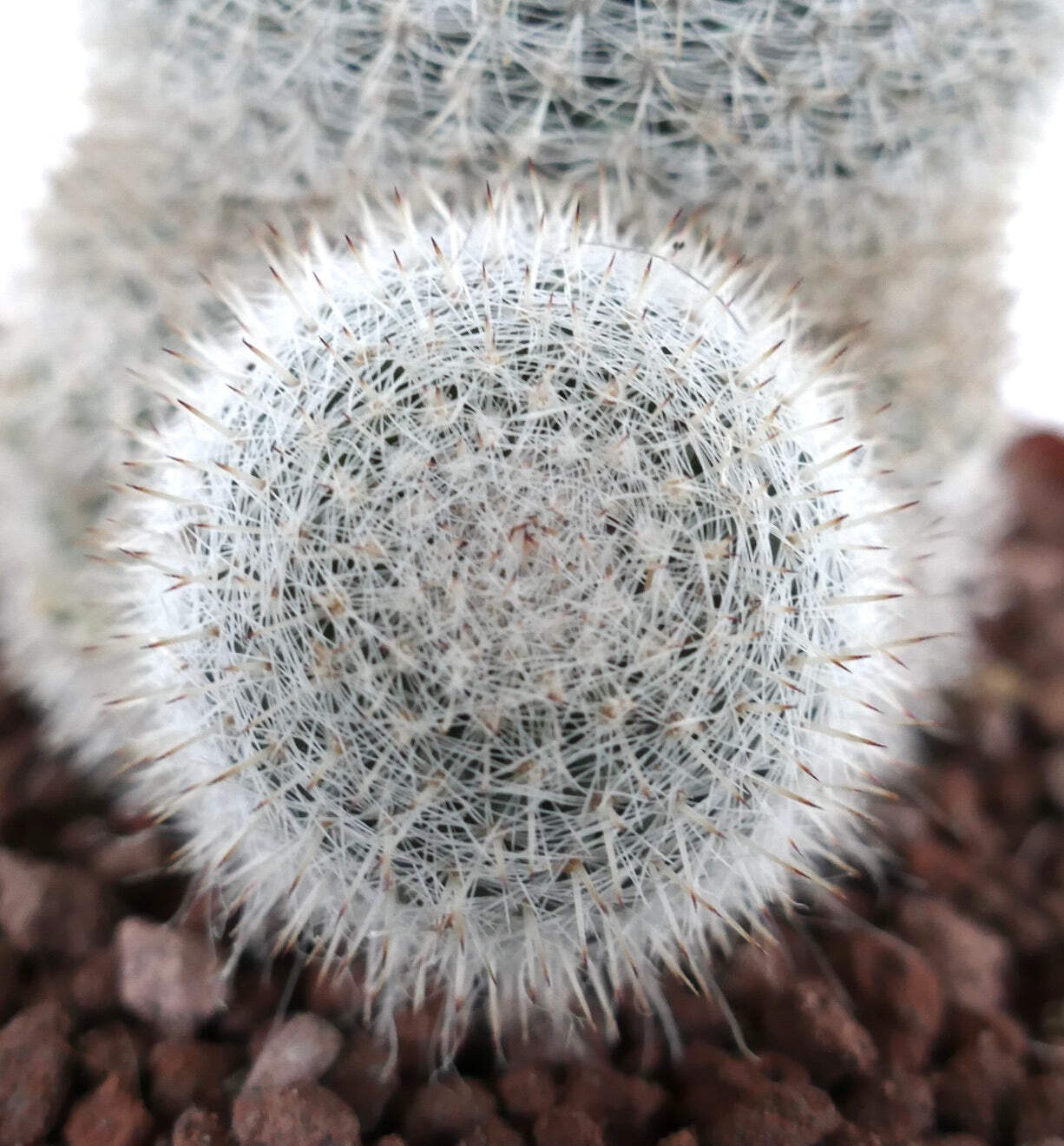 Mammillaria albilanata WITH LATERAL BRANCH 1006 – White woolly nipple cactus | S