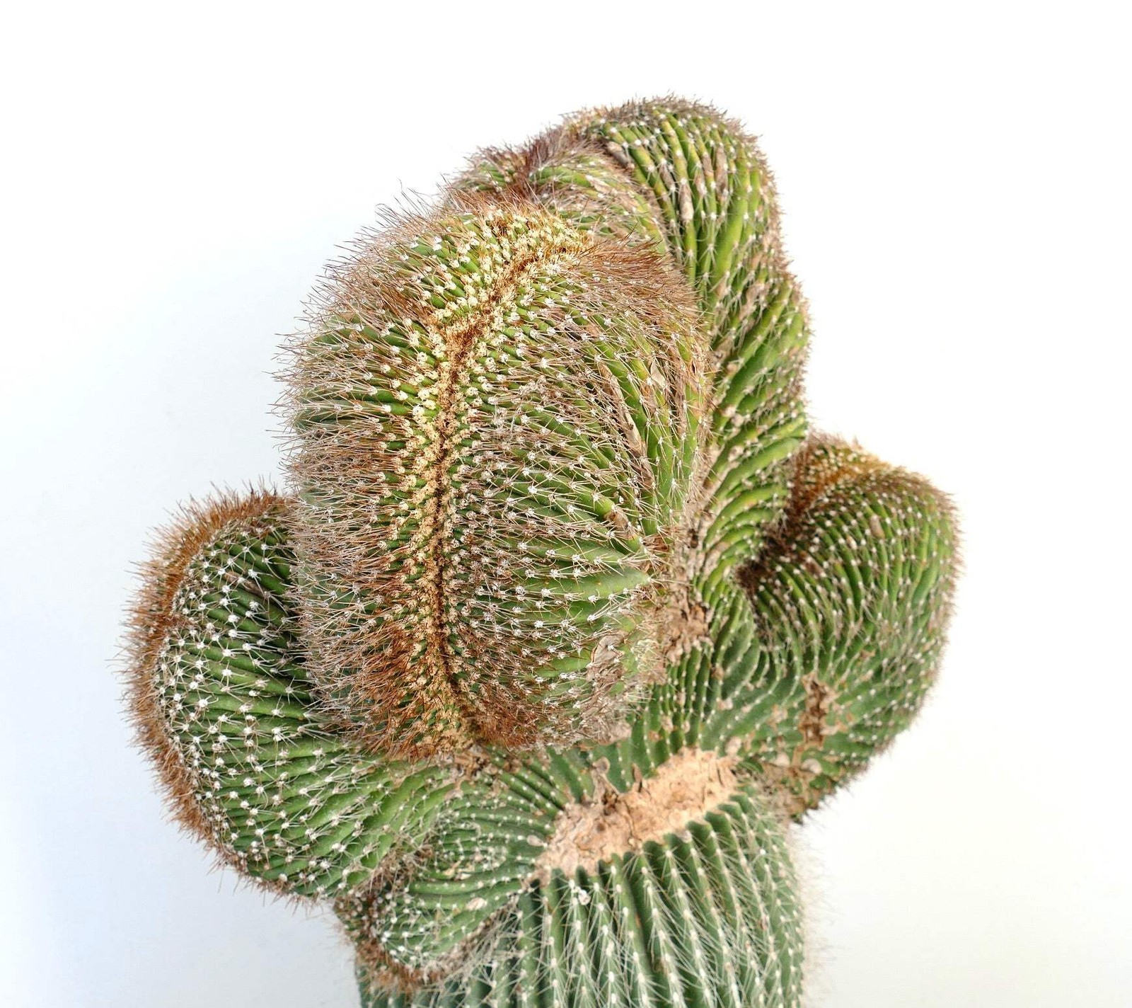 Carnegiea polylopha SAGUARO CRESTATO 66x38cm – Cardon | Elephant cactus