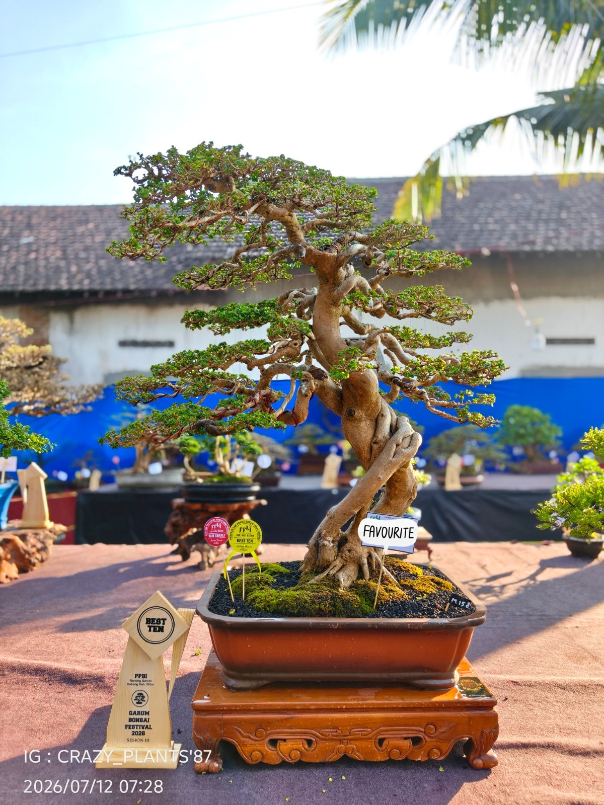 Premna Microphylla Bonsai Tree – Large – Extreme Trunk – Exhibition Tree ✅
