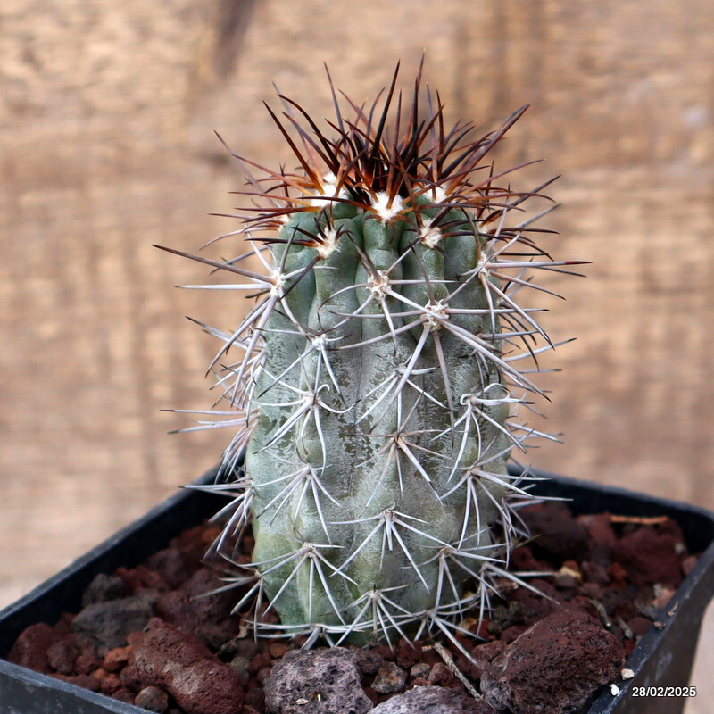 D3381 COPIAPOA GRANDIFLORA KK1067 pot10-H9-W4,5 cm MaMa Cactus