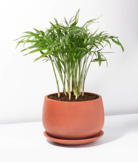 Parlor Palm in 4″ Pot – Chamaedorea elegans – Neanthe bella | Live plant