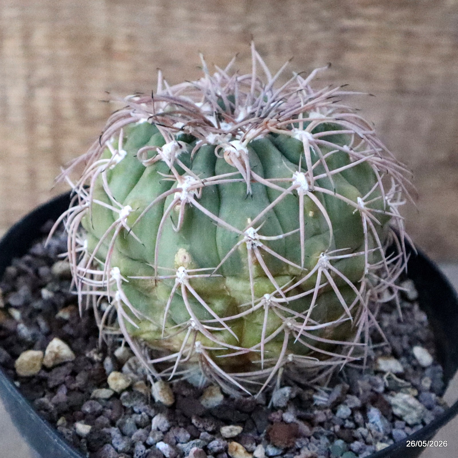 A2147 GYMNOCALYCIUM SPEGAZZINII pot14-H10-W9 cm MaMa cactus