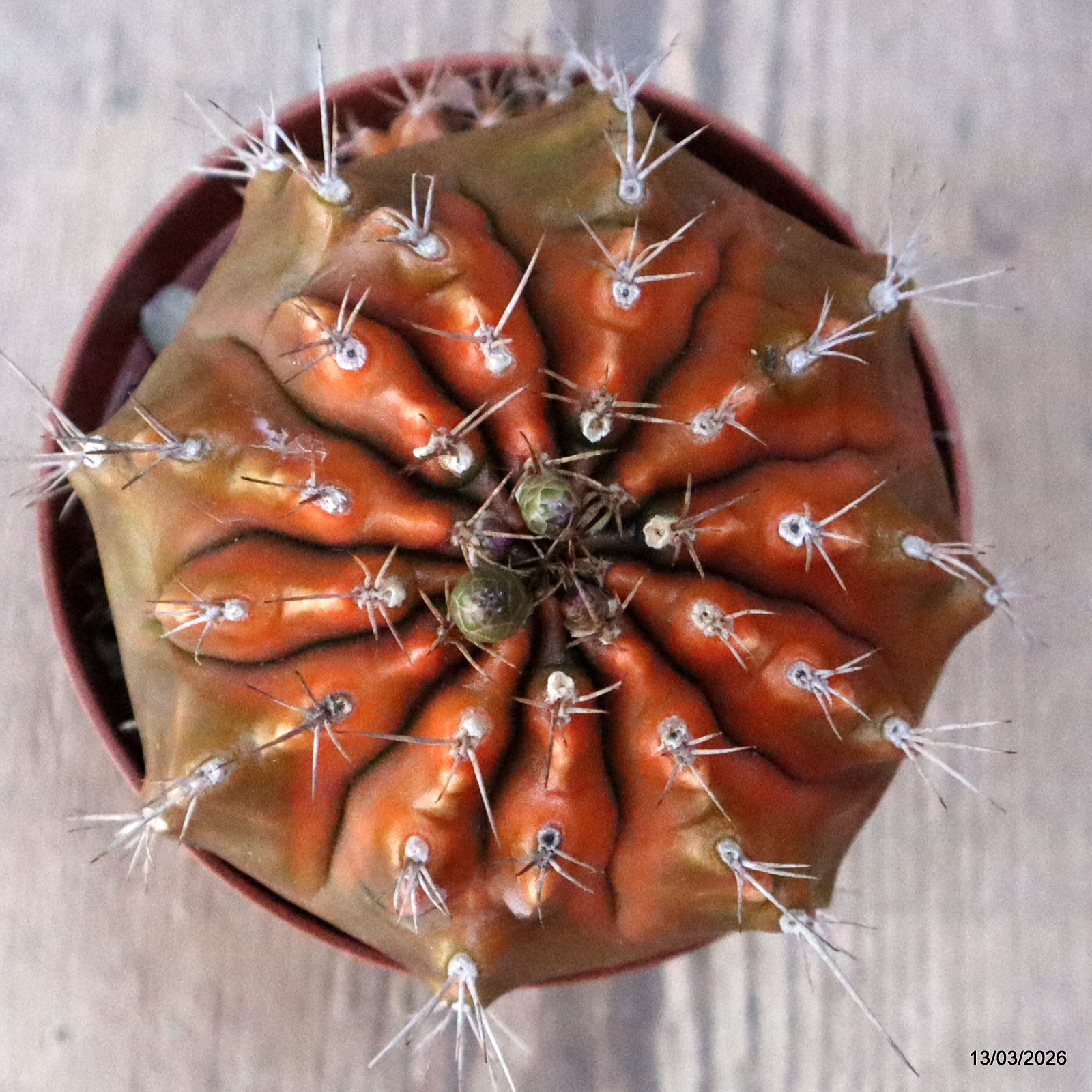 D8002 GYMNOCALYCIUM MIHANOVICHII VARIEGATED pot10-H7,5-W10,5 cm MaMa Cactus