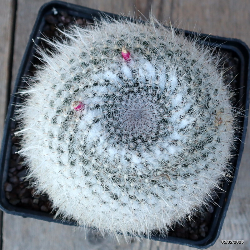 D1051 MAMMILLARIA HANIANA pot14-H11-W13 cm MaMa Cactus