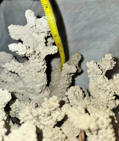 Large Faux Coral Decor Centerpiece – Heavy 4lb Cast Stone – Coastal Home Decor