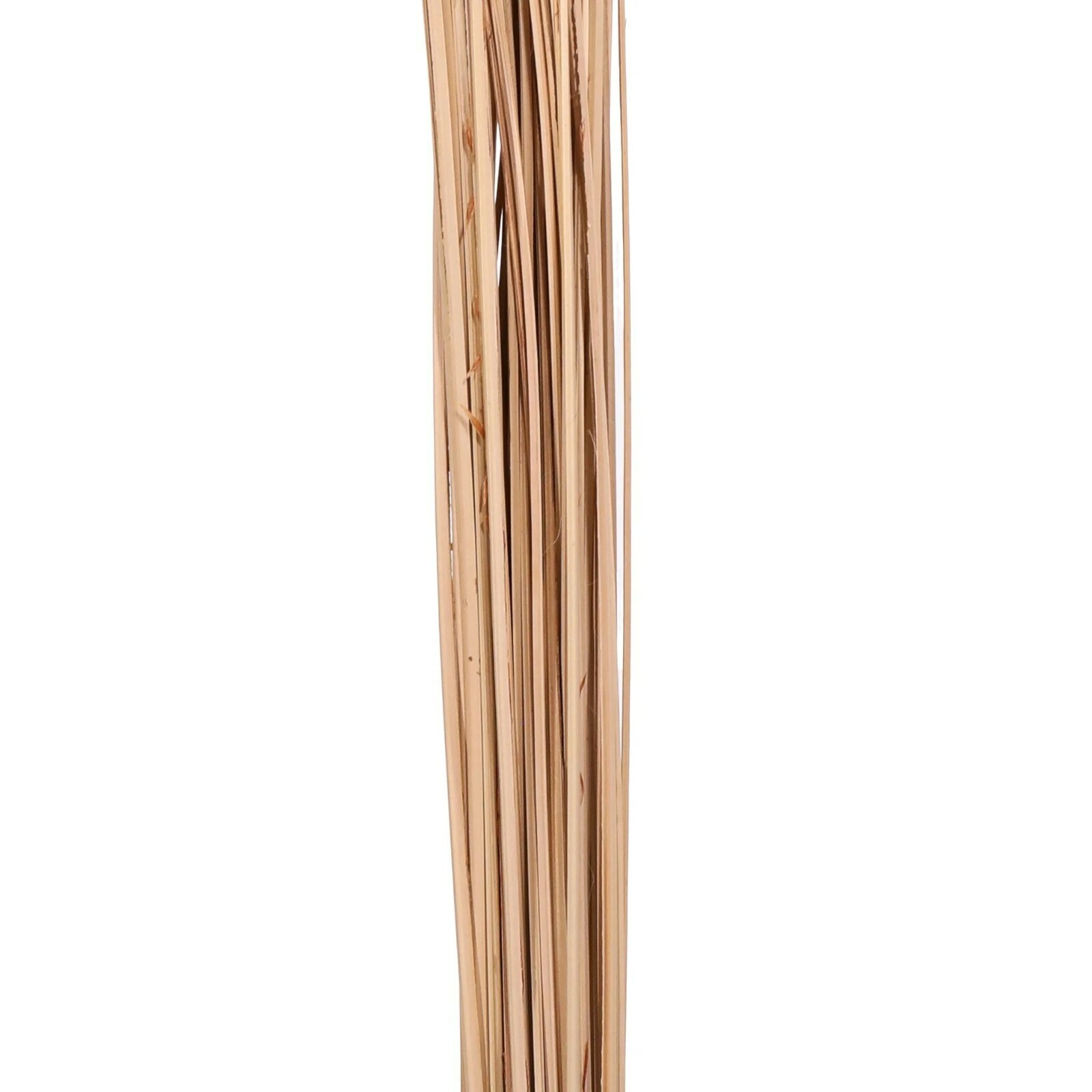 Curly Ting Pack of 35 Stems 3-4ft Natural