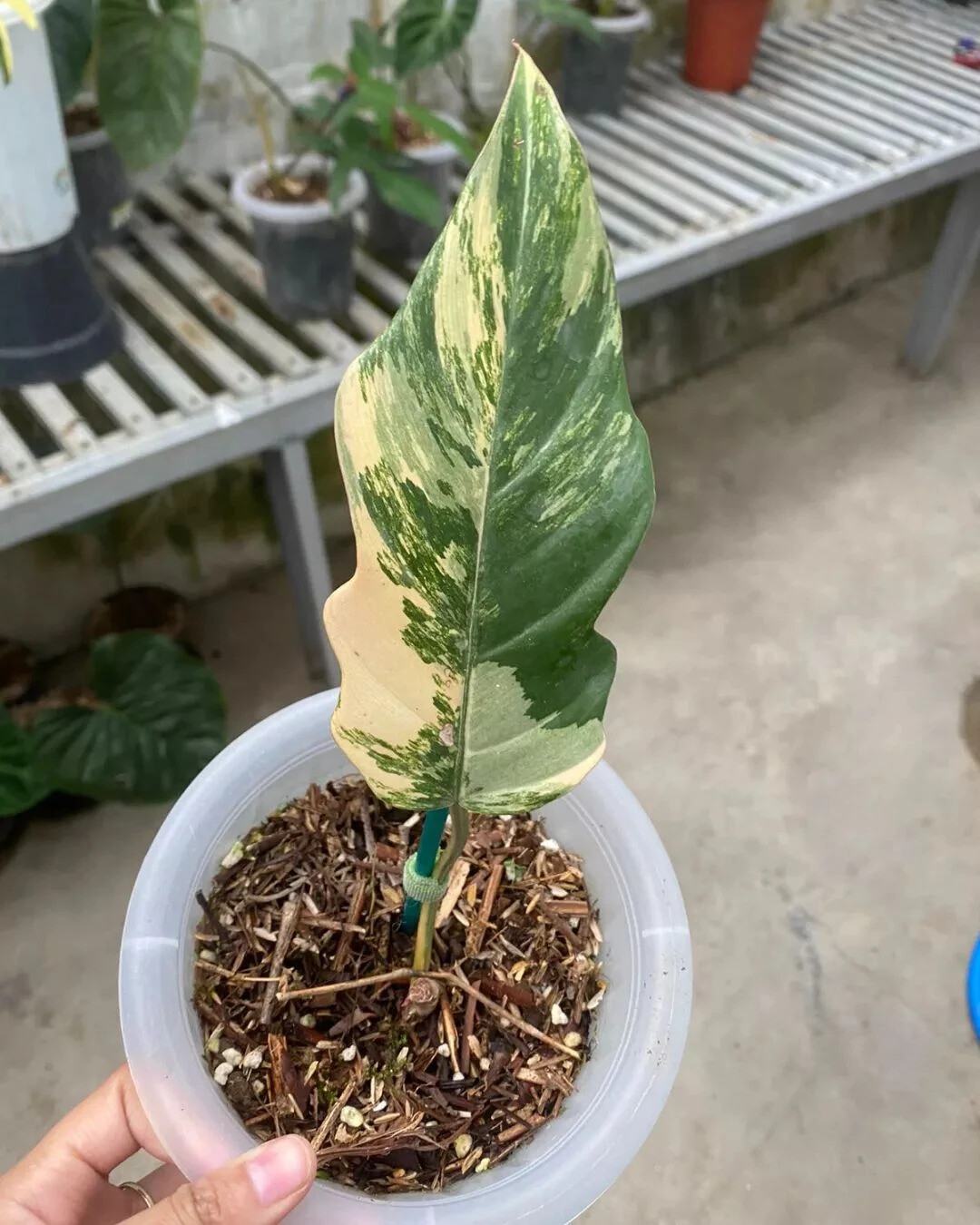 Philodendron Caramel Marble Variegated 1-2leaf + phitosanitary