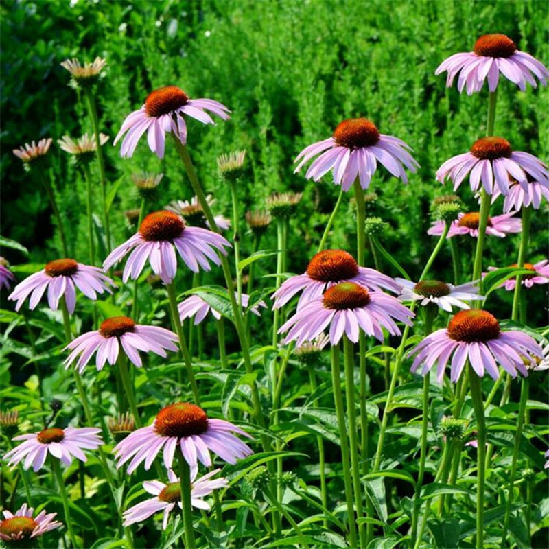200Pcs Lovely Timeless Heirloom Organic Purple Echinacea Coneflower Seeds