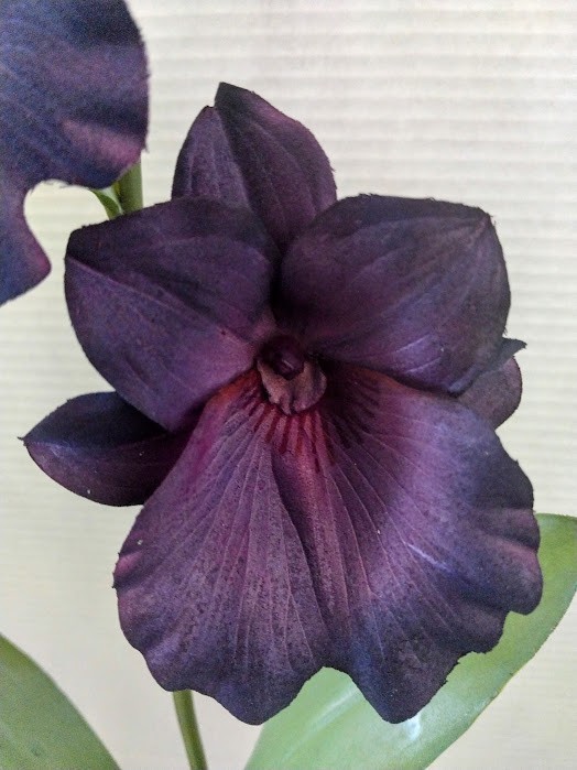 ARTIFICIAL miltoniopsis orchid plant