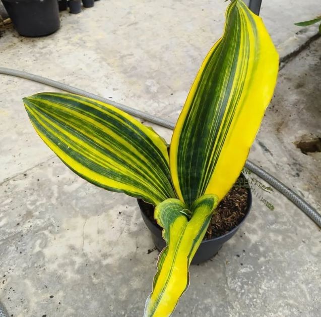 Sansevieria Malawi Midnight Variegated Big Size Beautiful Uniqe Snake Plant