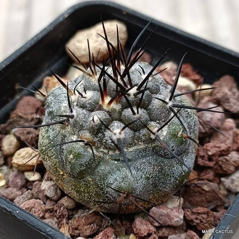 A5169 COPIAPOA CINEREA BLACK SPINES pot 5 cm H 2 cm W 2,5 cm MaMa Cactus