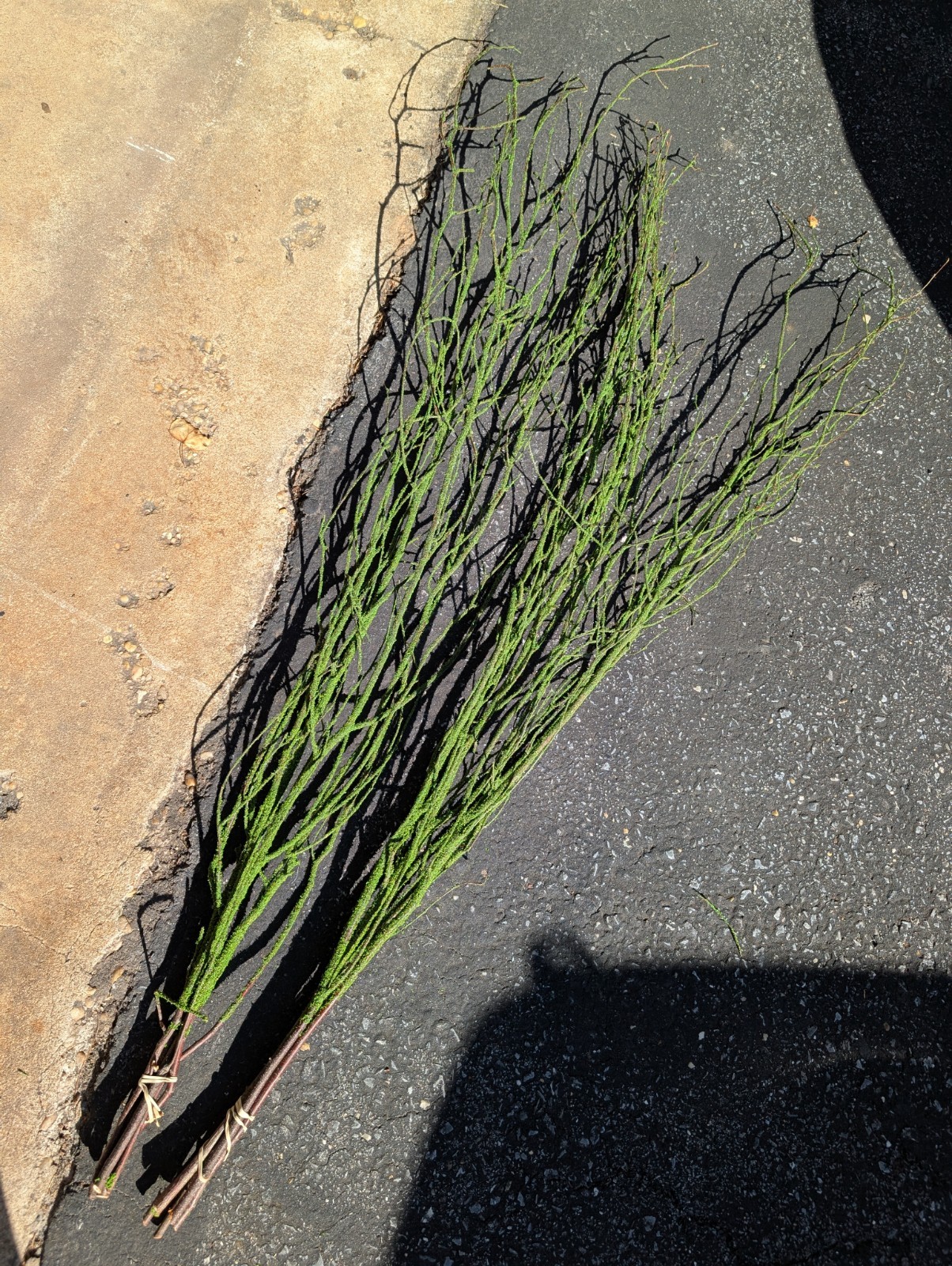 47in Green Coated Reeds Bundle x10 Branches