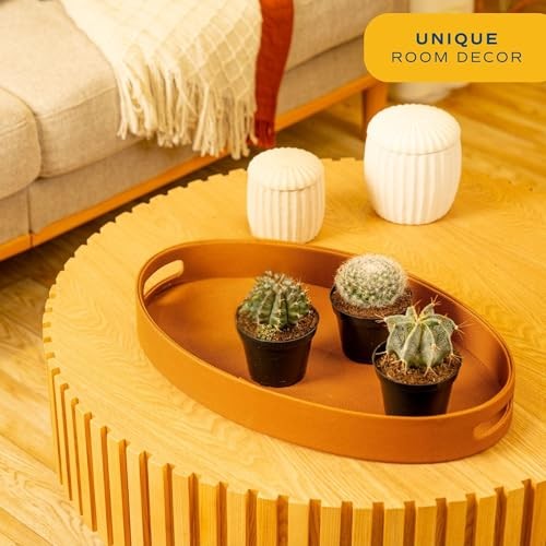 Cactus Live Plants in Plastic Post, Easy to Maintain Succulent Indoor