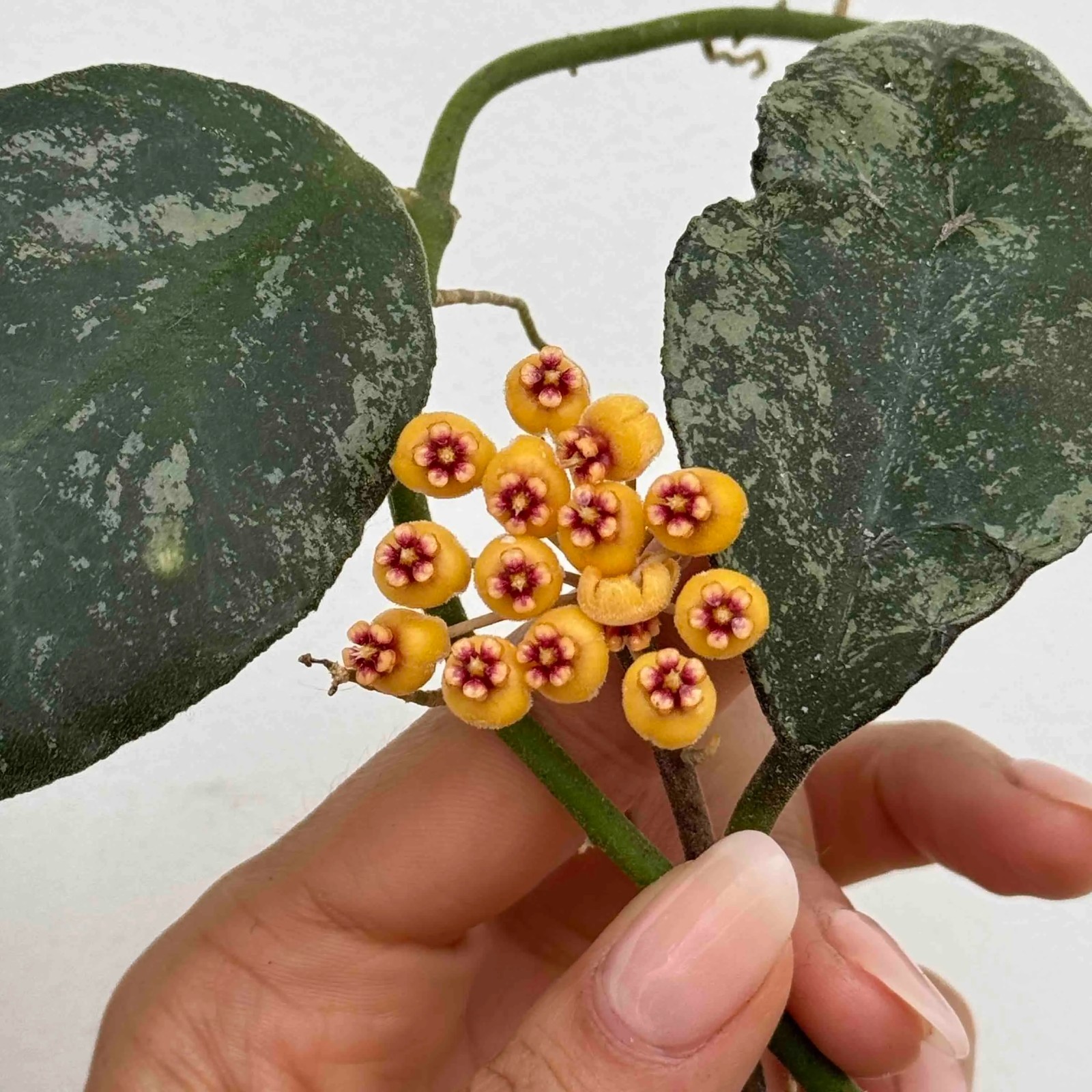 Hoya Waymaniae Splash Live Rare Splash Hoya Exotic Wax Plant Rooted