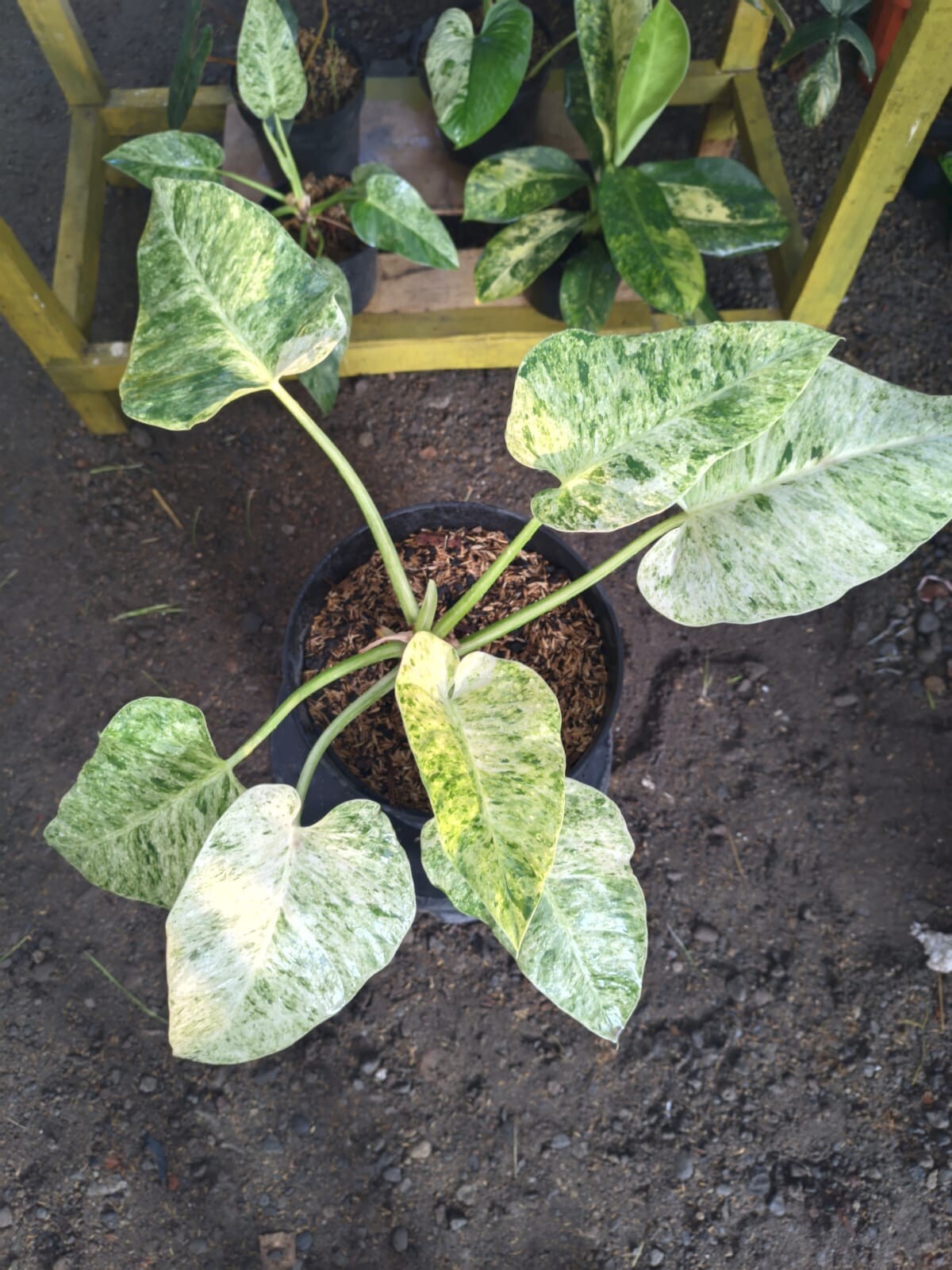 Real Pict Philodendron Giganteum Marble Variegated Big Leaves
