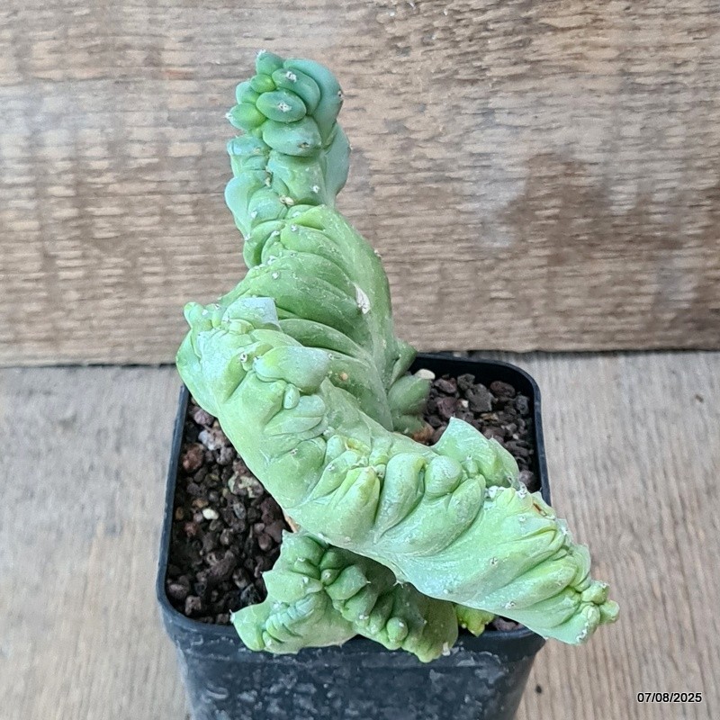 D5750 MYRTILLOCACTUS GEOMETRIZANS CRESTED pot8-H10-W15 cm MaMa Cactus