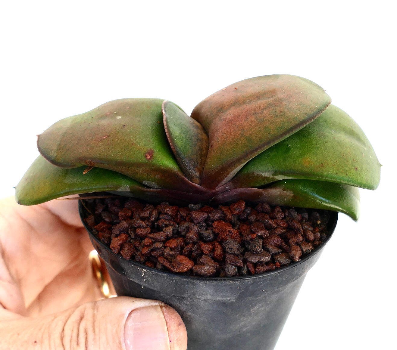 Gasteria pillansii cv 滑らか肌 SMOOTH LEAVES – Namaqua gasteria | Pillans’ gasteria