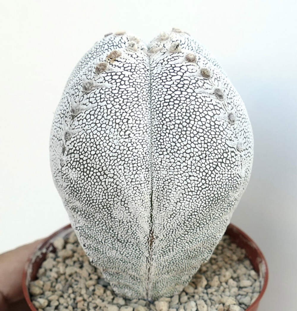 Astrophytum cv ONZUKA QUADRICOSTATUM WHITE – Bishop’s cap | Star cactus