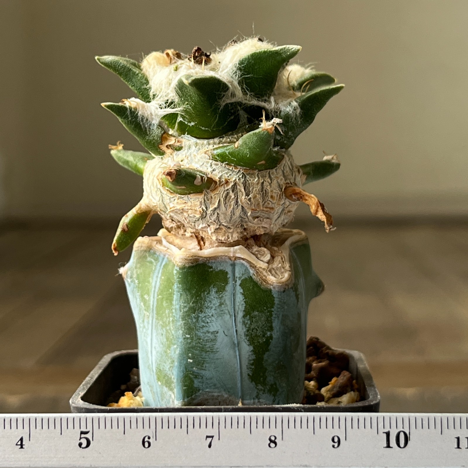 A1-337 Cactus hybr (agavoides x trigonus), grafted