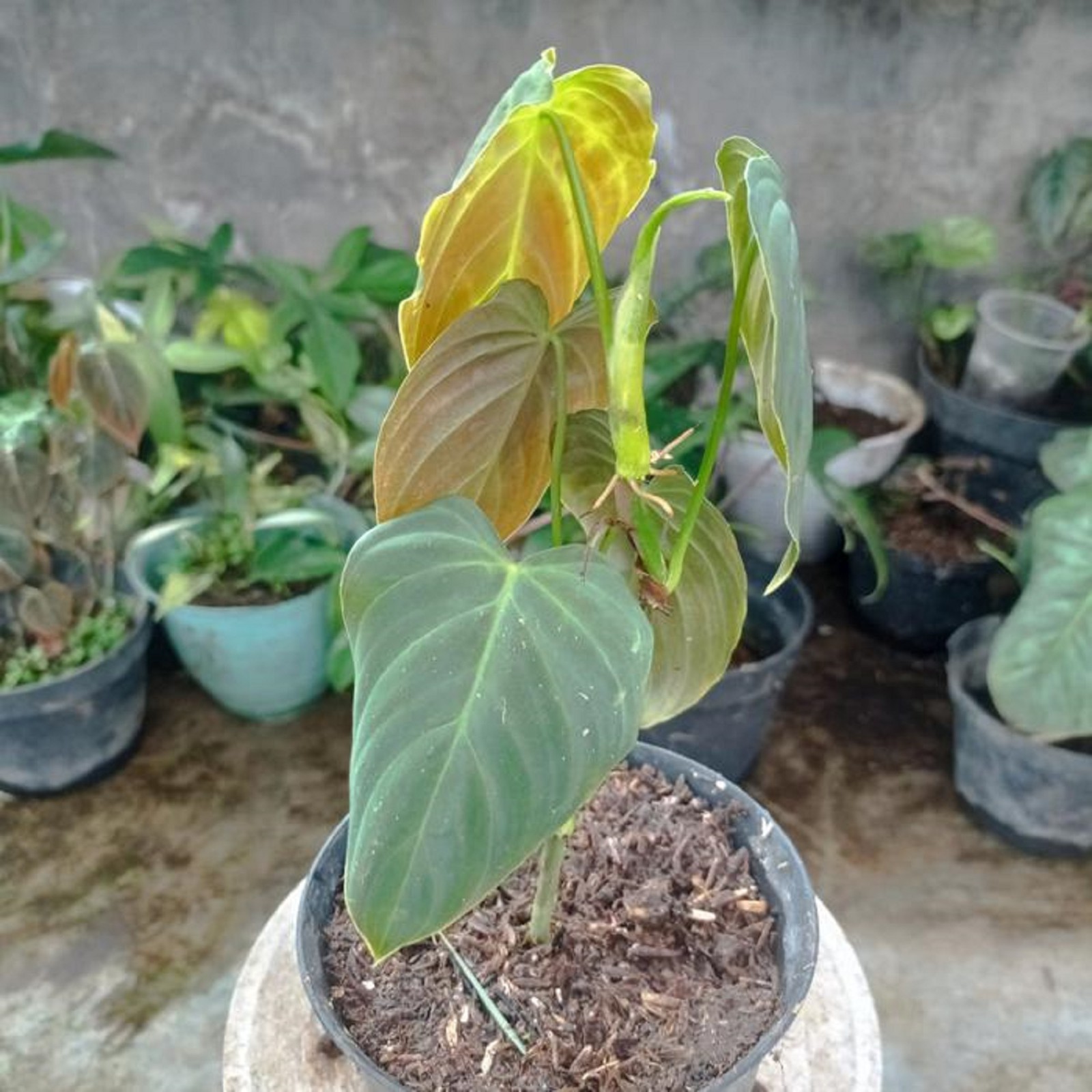 Philodendron Splendid Rare Velvet Climbing Aroid Lush Tropical Houseplant