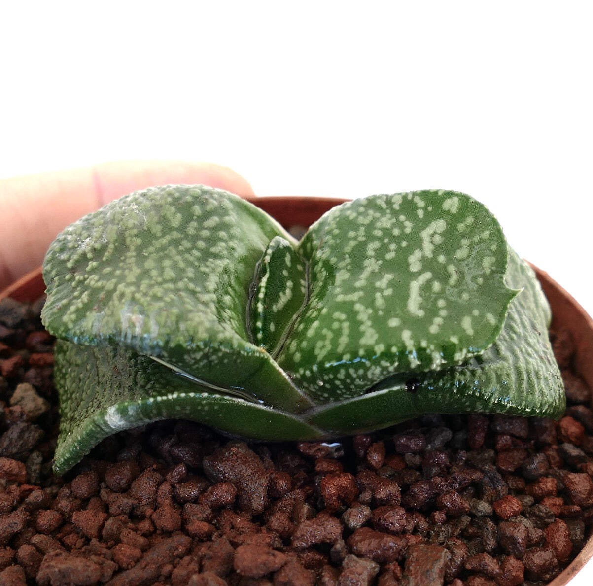 Gasteria armstrongii cv. ‘Pearl’ (EX. DE LONGHI CLONE) – Gasteria | Armstrong’s