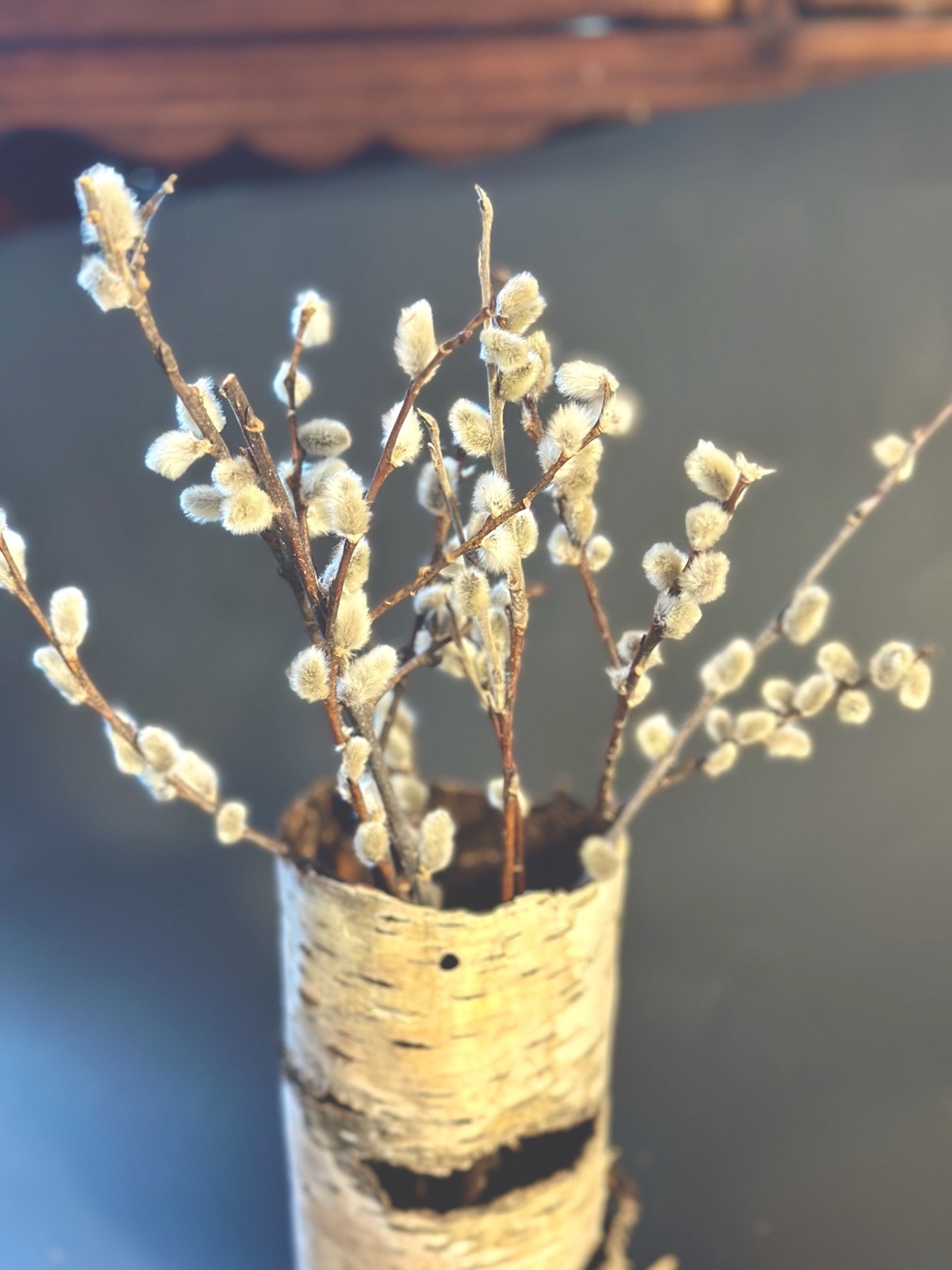 Real dried Pussy Willow Spring Flowers length 12-16” – 6 Stems Natural decor