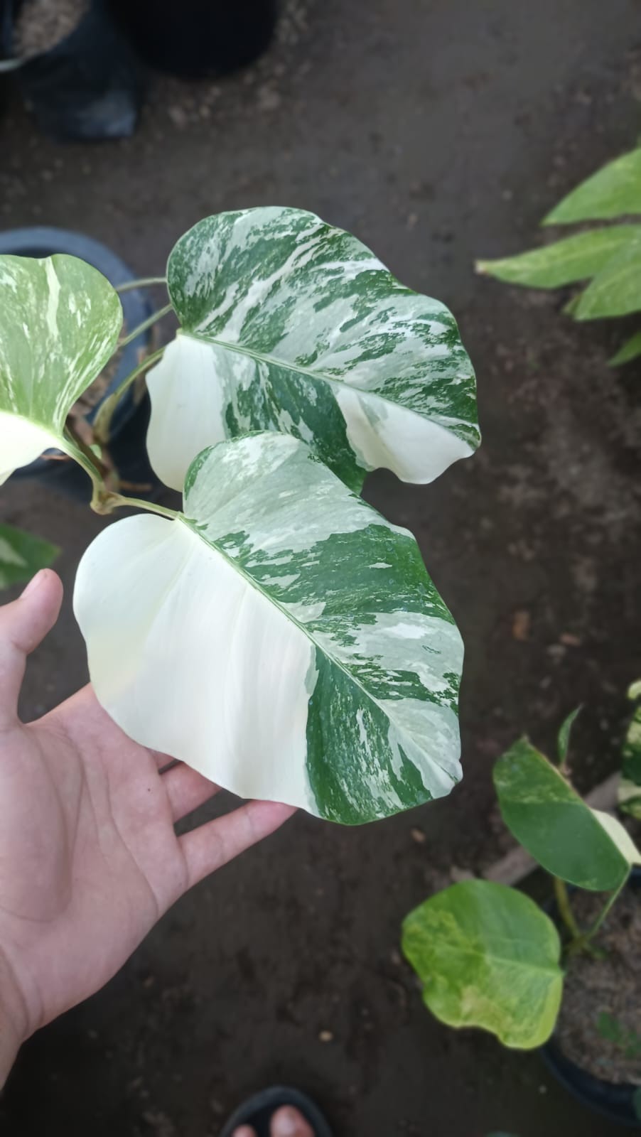 Real Picture Monstera White Swan Marble Variegated 6 Leaves