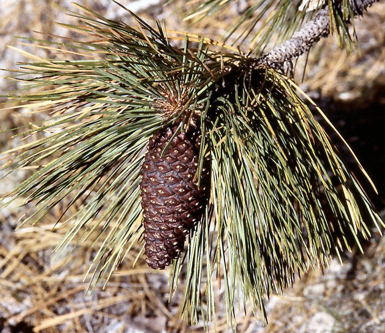 Pinus attenuata (Baja California, MEXICO) 10-20cm | Knobcone Pine | Baja Pine –