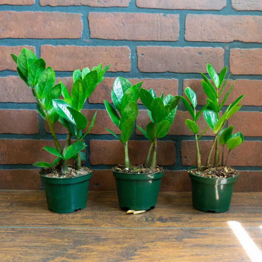 ZZ Plant with 4″ inch Potted Live Houseplant | Zamioculcas Zamiifolia