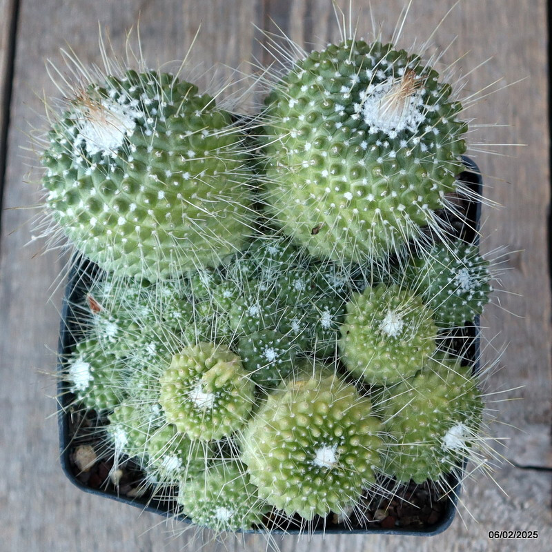 A5000 MAMMILLARIA SPINOSISSIMA UNPICO CRESTED pot12-H7-W14 cm MaMa Cactus